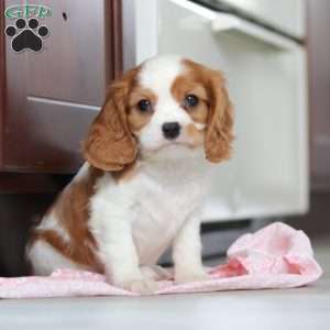August, Cavalier King Charles Spaniel Puppy